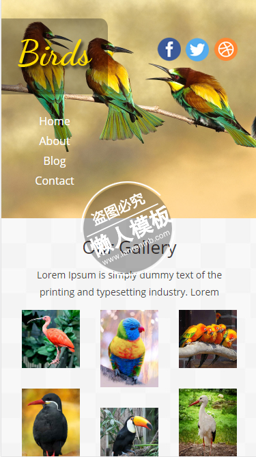漂亮的鸟类触屏版html5手机wap宠物网站模板下载