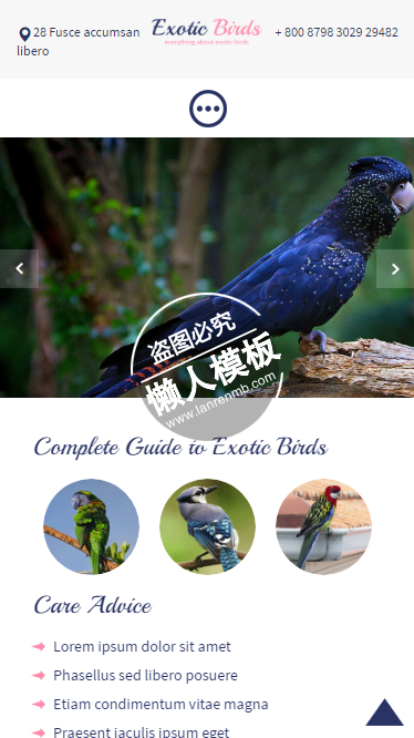 Exotic Birds鲜艳色彩鸟类触屏版html5手机wap宠物网站模板下载