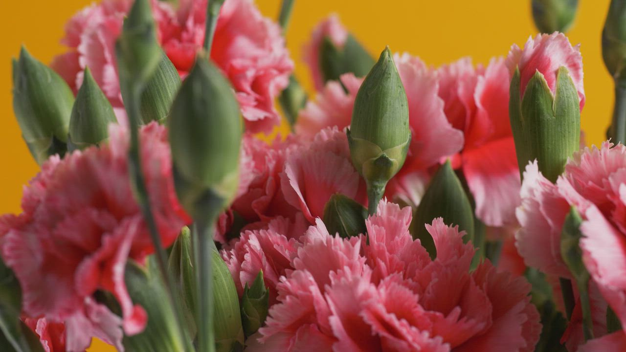一束粉红色的花朵视频模板素材完整版免费下载