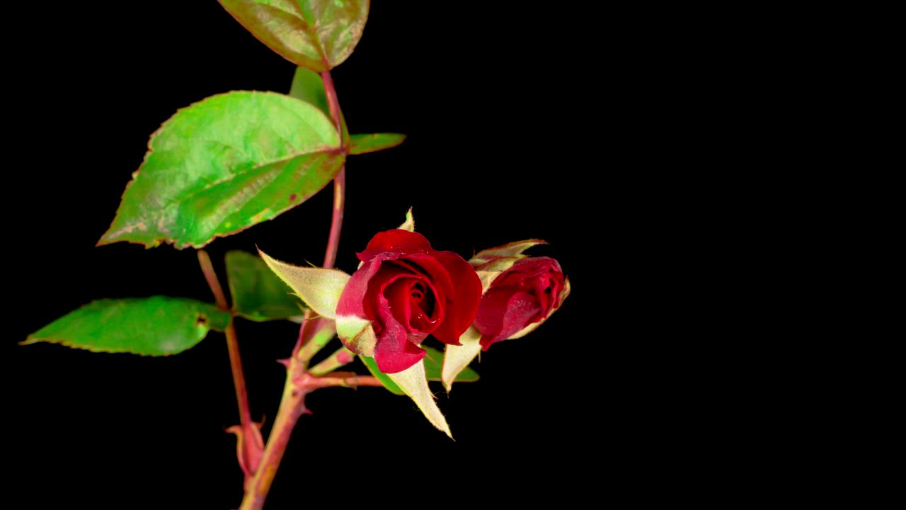 树枝上的几朵红玫瑰打开视频模板素材完整版免费下载