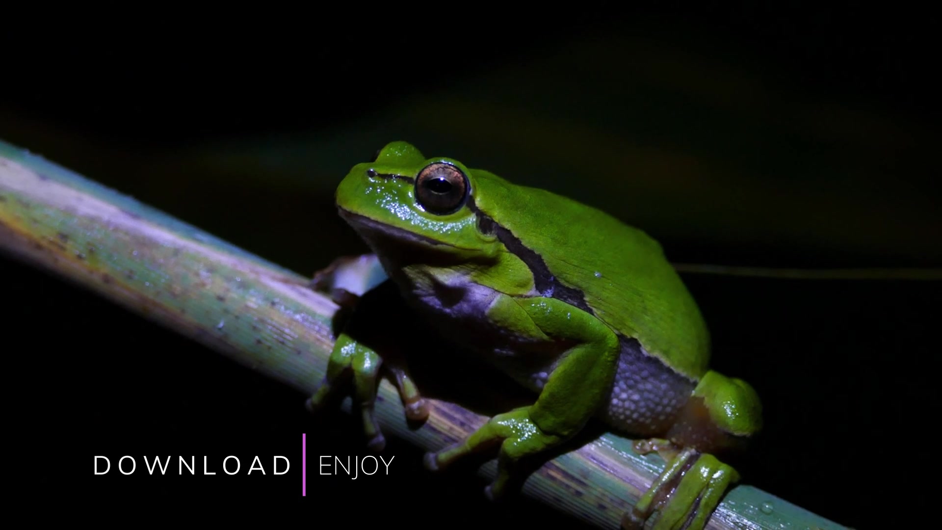 带有分隔线和动画文本的标题视频模板素材完整版免费下载