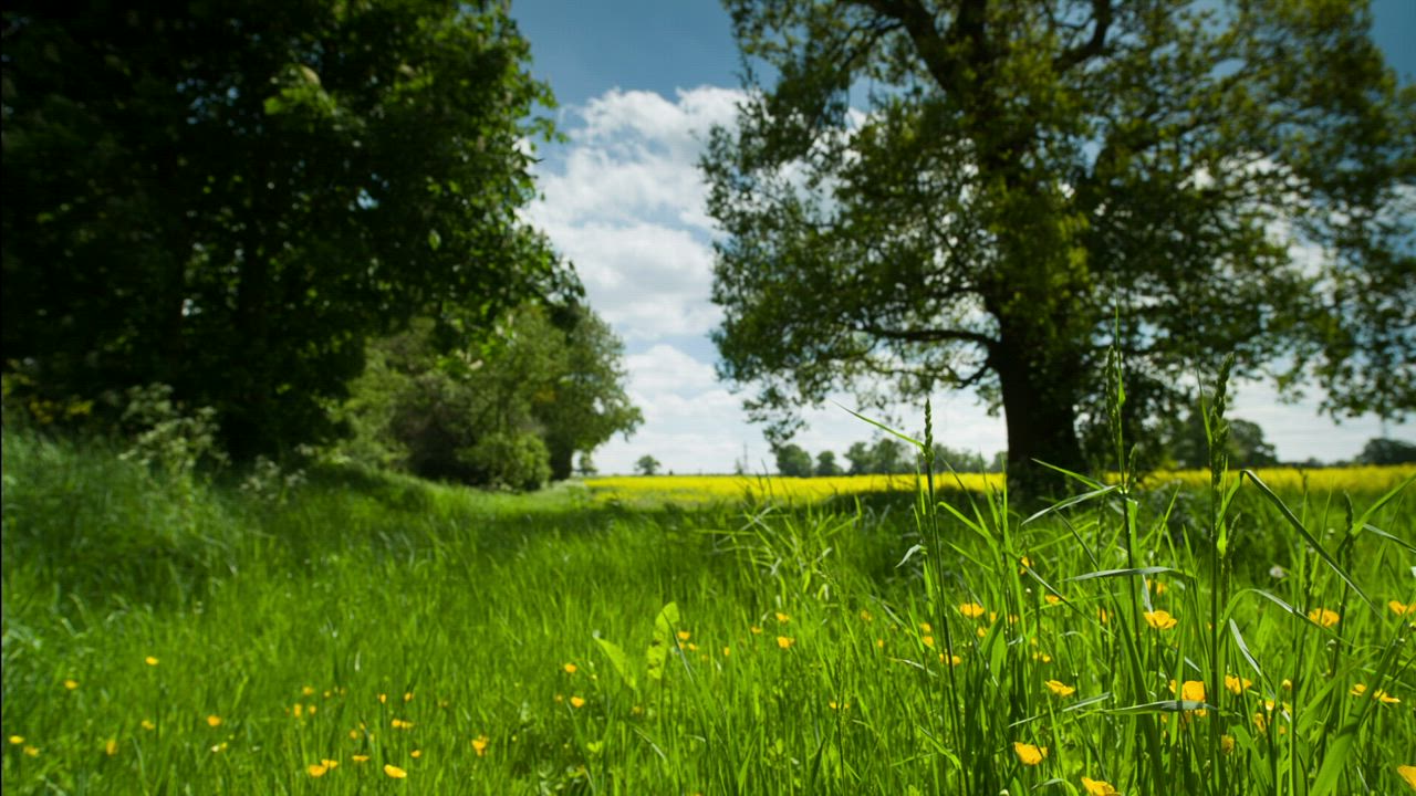 夏天美丽的乡村草地阳光明媚的日子里地上有树木，草和小黄花视频模板素材完整版免费下载