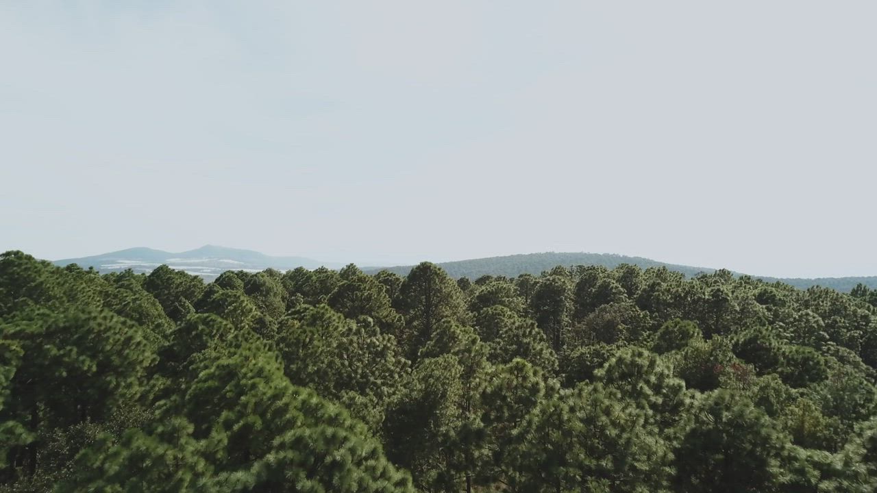 平移在一片森林上，只显示树梢和它们之间的空地，都在湛蓝的天空下背景视频模板素材完整版免费下载