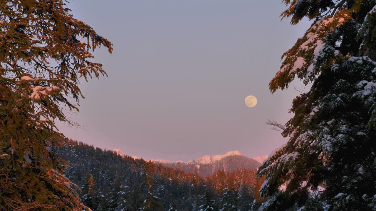 松树覆盖的雪山和满月在夕阳时清澈的粉红色天空中背景视频模板素材完整版免费下载