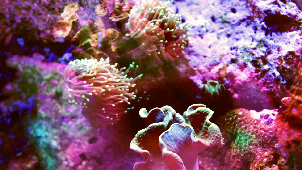 水下记录五彩珊瑚移动，顶部有鱼的投影背景视频模板素材完整版免费下载