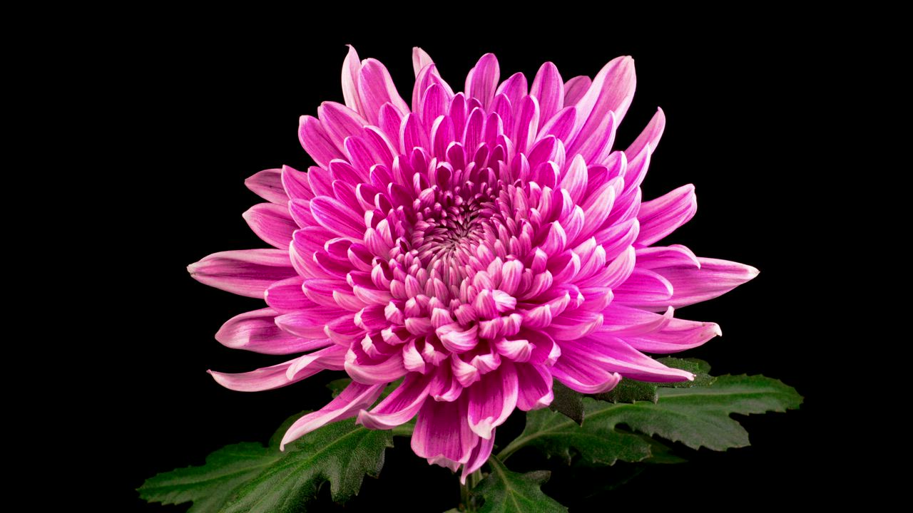 粉红菊花开花视频模板素材完整版免费下载