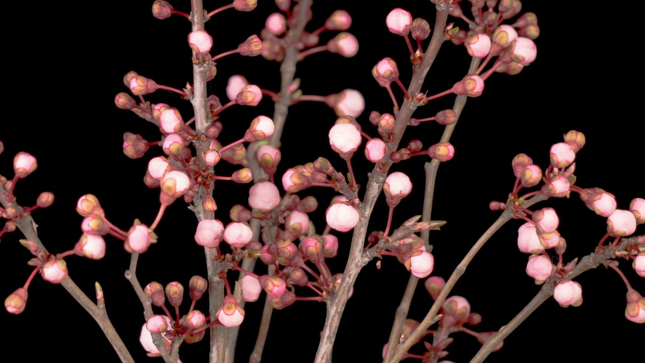 樱花树上盛开的粉红色花朵视频模板素材完整版免费下载
