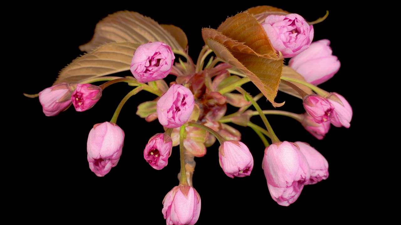 粉红色的花朵同时打开花瓣视频模板素材完整版免费下载