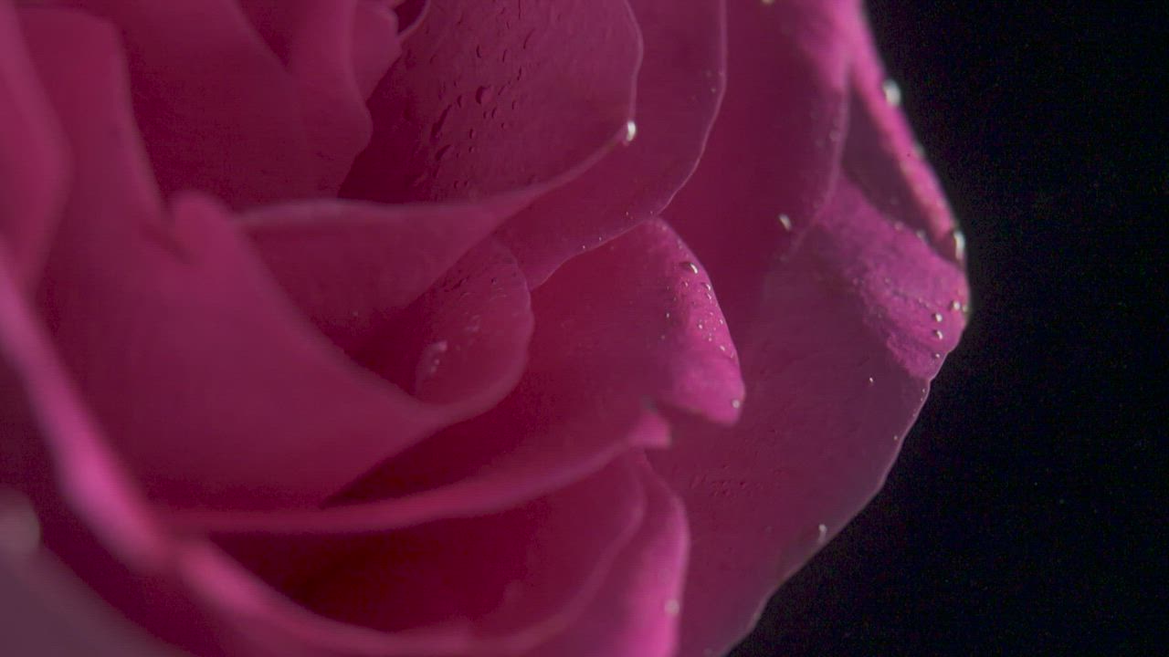 水下粉红玫瑰视频模板素材完整版免费下载