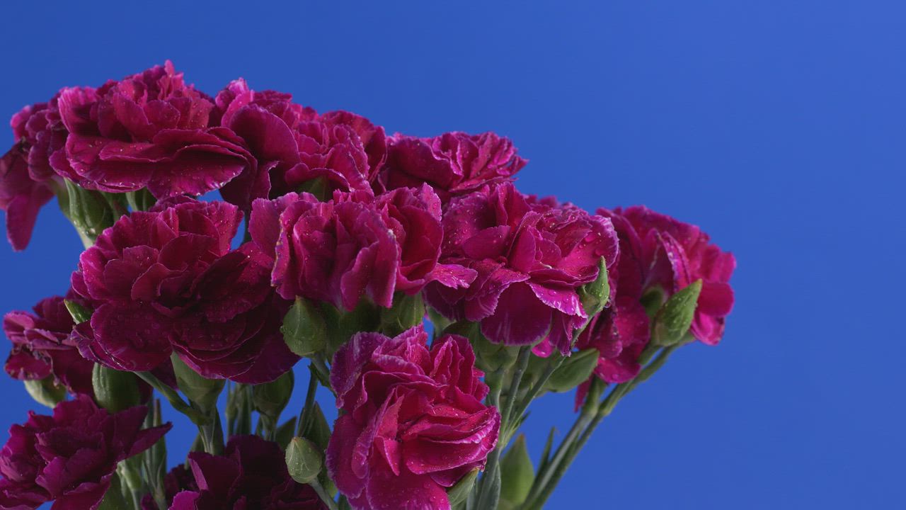 蓝色背景的紫色花朵视频模板素材完整版免费下载
