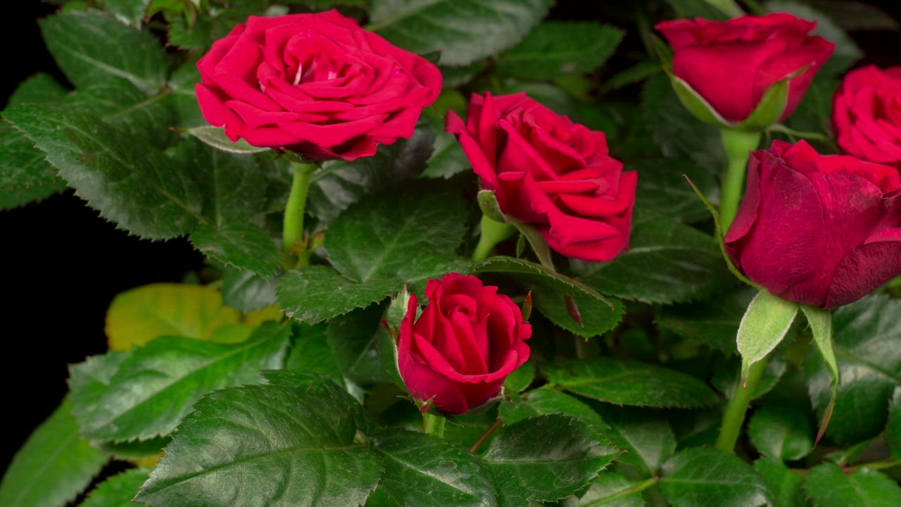 玫瑰在玫瑰花丛上张开花瓣视频模板素材完整版免费下载
