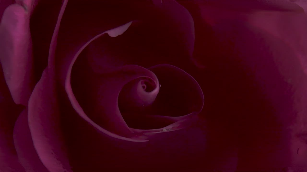 旋转粉红玫瑰视频模板素材完整版免费下载