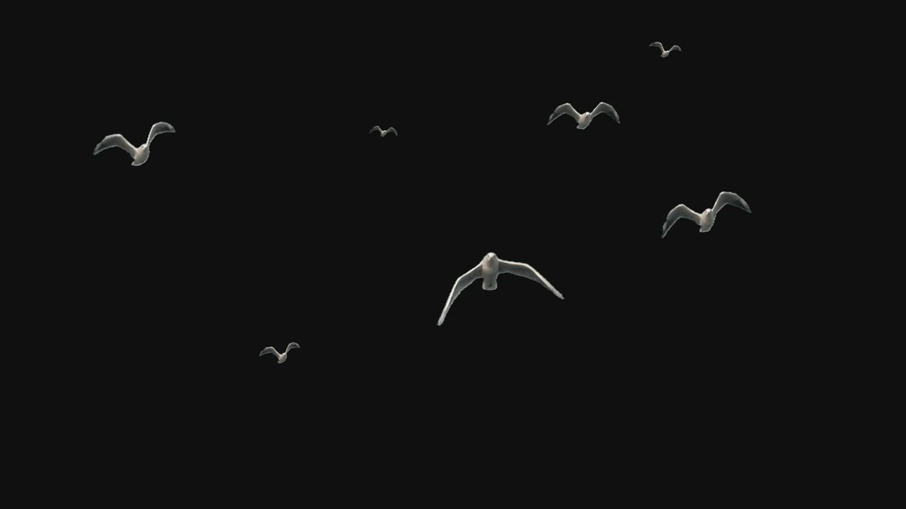 黑色背景下的海鸥视频模板素材完整版免费下载