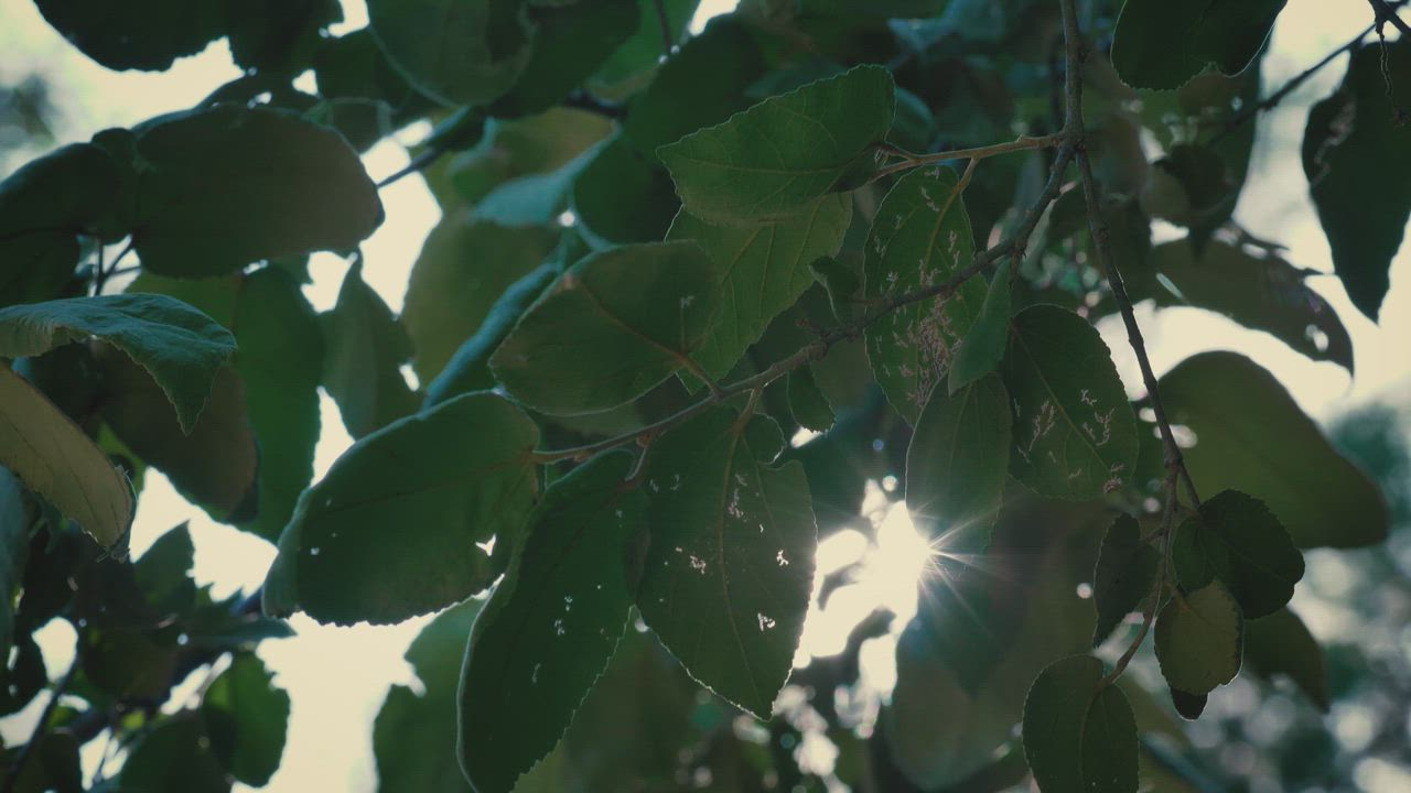 阳光穿过树叶视频模板素材完整版免费下载