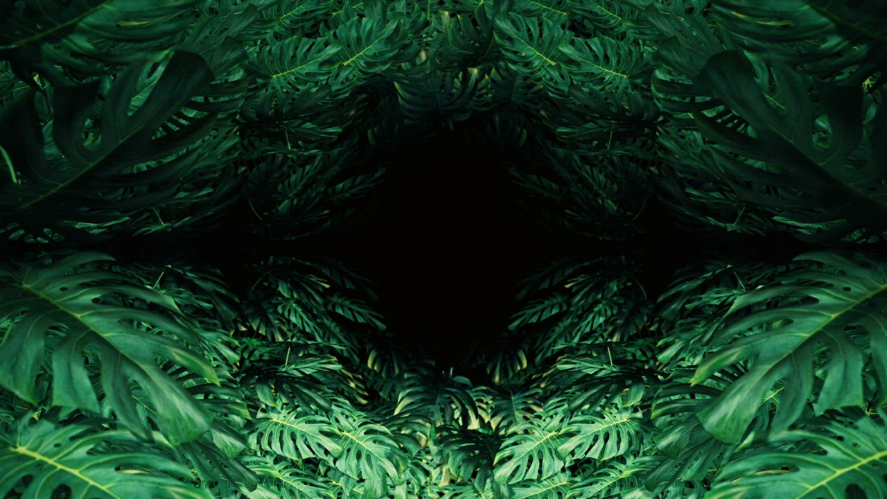 热带树叶，标题视频视频模板素材完整版免费下载