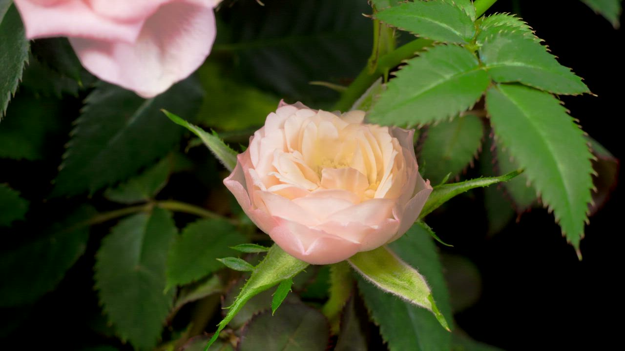 白玫瑰在玫瑰花丛中张开花瓣视频模板素材完整版免费下载