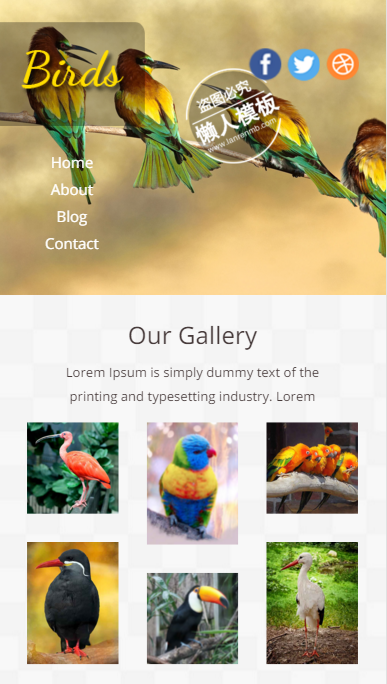 美丽的小鸟鸟类大全触屏版自适应html5手机wap网站模板源码下载
